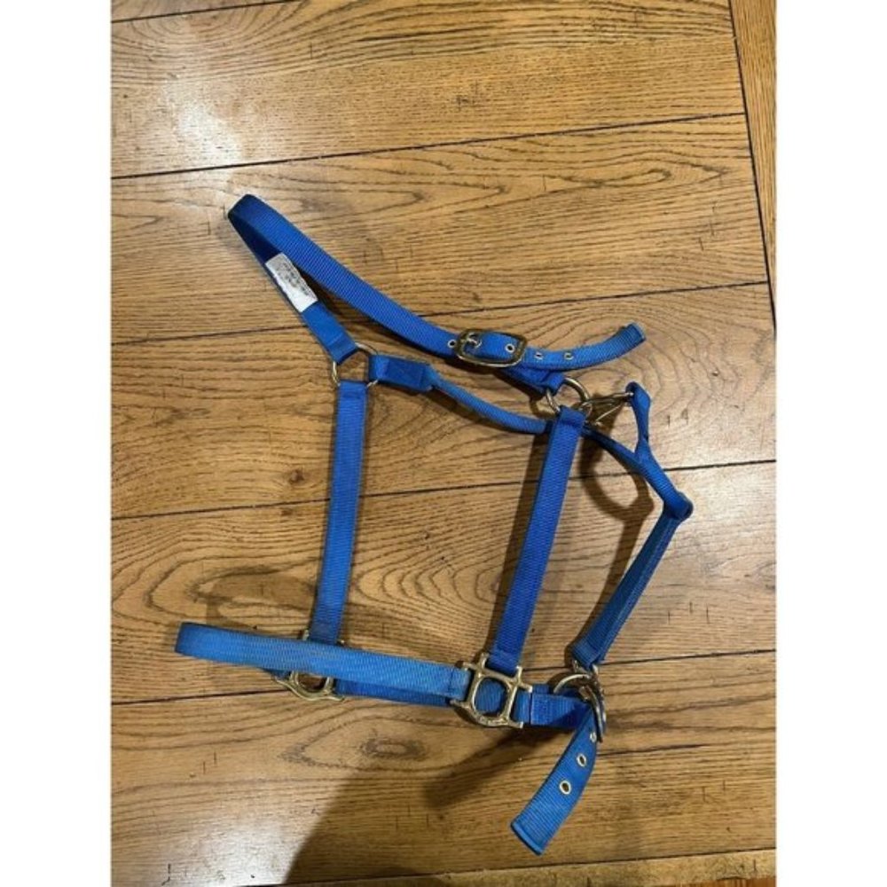 Draft Horse Halter Royal Blue